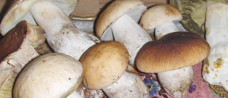 Funghi e Conserve