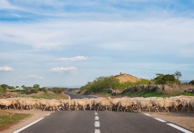 Pecore che attraversano la strada - Sardegna - Movingitalia.it