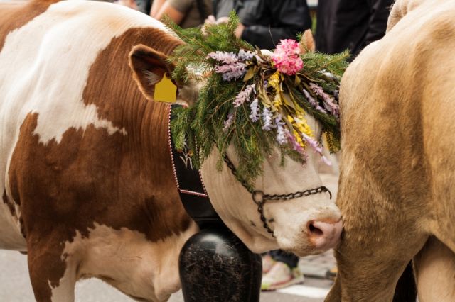 Decorazione festa su una mucca a San Martino di Castrozza - Movingitalia.it
